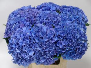 10x Hydr.royal parade 60cm