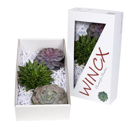 6x Echeveria mix var.wincx 10cm