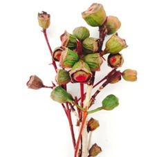 1x Dc eucalyptus cardinale 50cm