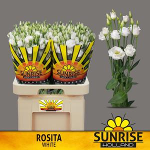 10x Eust.rosita white du 70cm