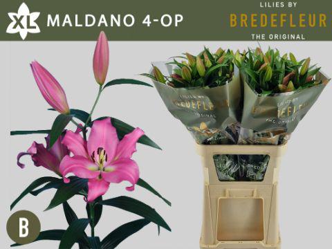 10x Lil.maldano or 80cm