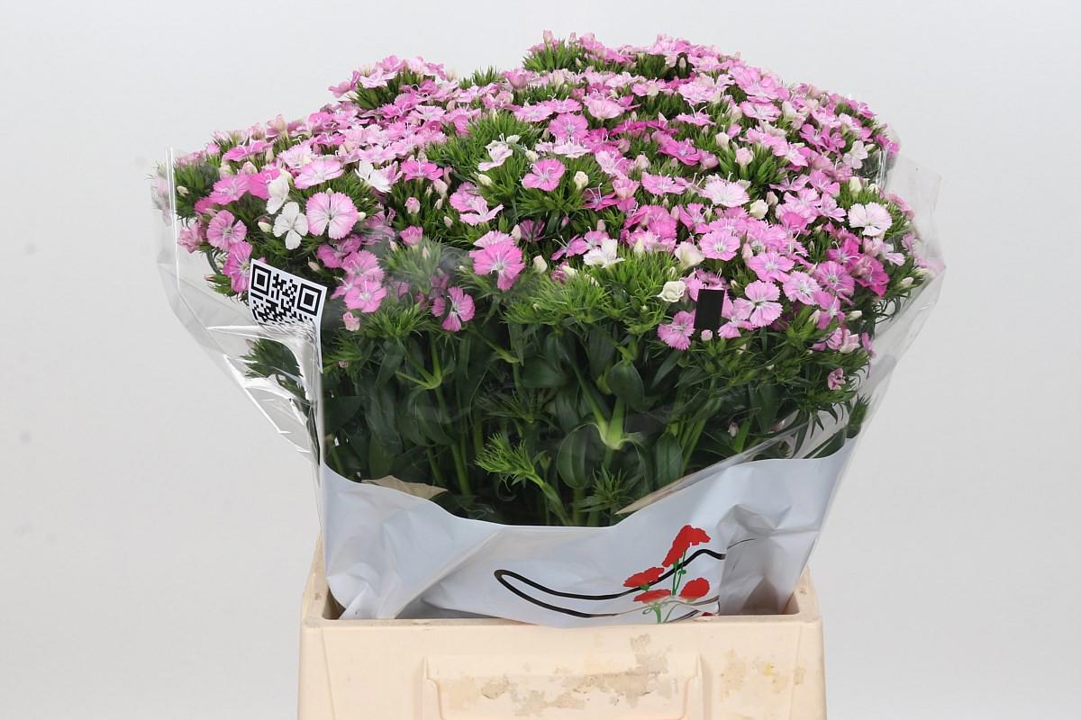 50x Dian.bar.amazon rose magic 50cm
