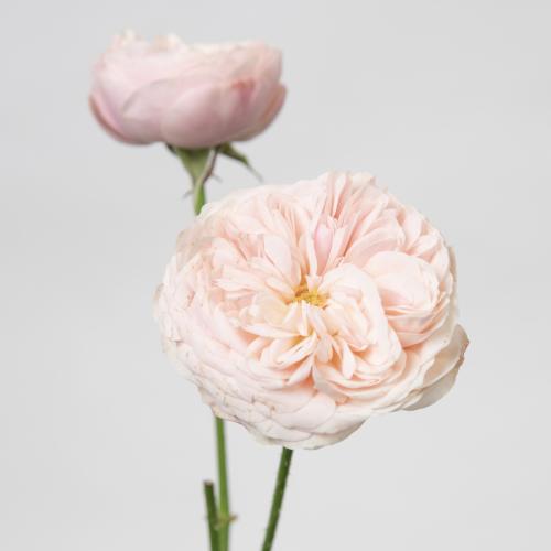 10x Rosa royal blush 50cm