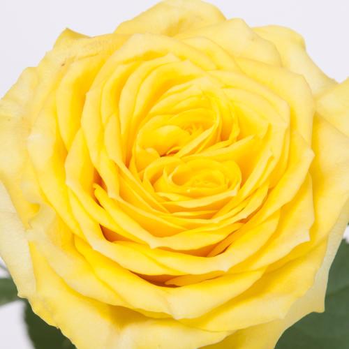 20x Rosa solero 70cm