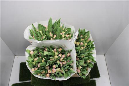 50x Tulipa endless love du 40cm