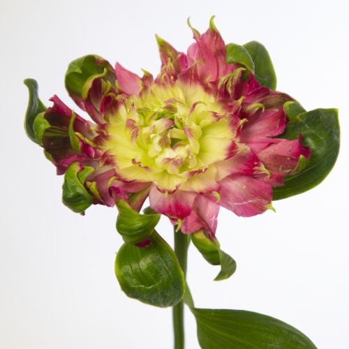 10x Alstroemeria fashionista sofiena 70cm