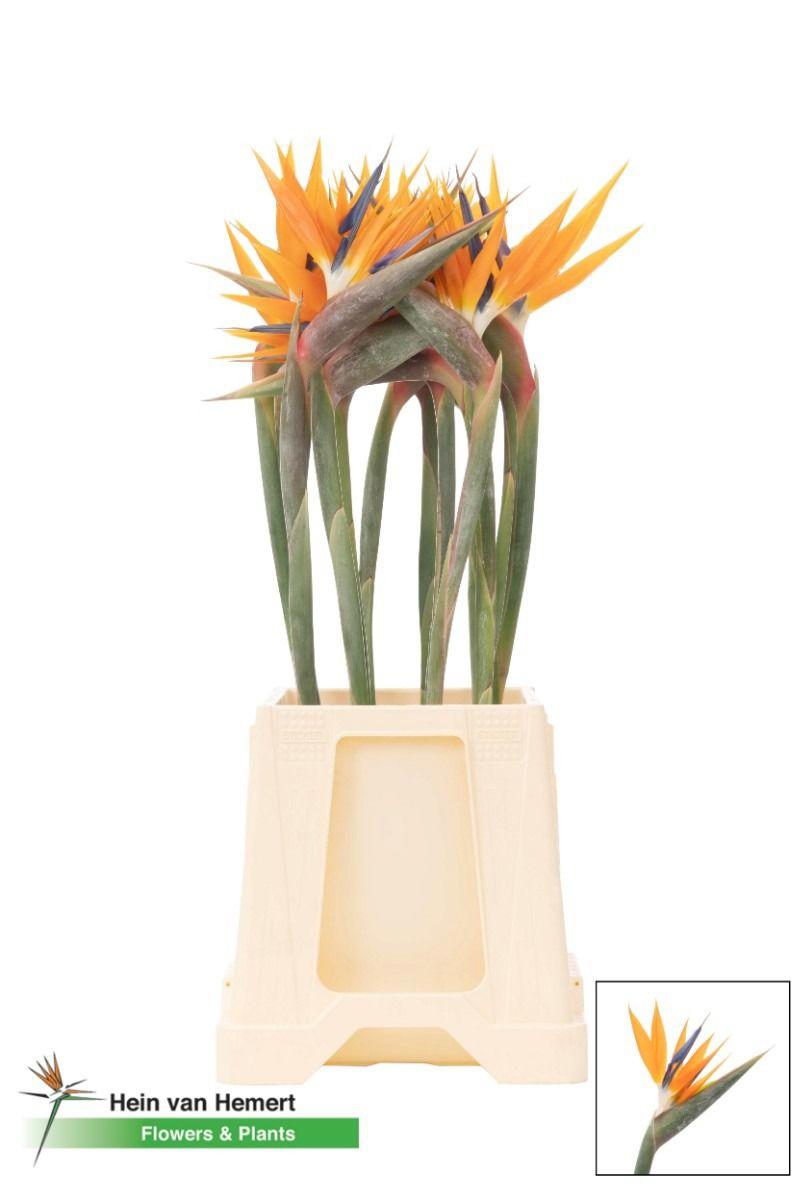 16x Strelitzia reginae 10cm