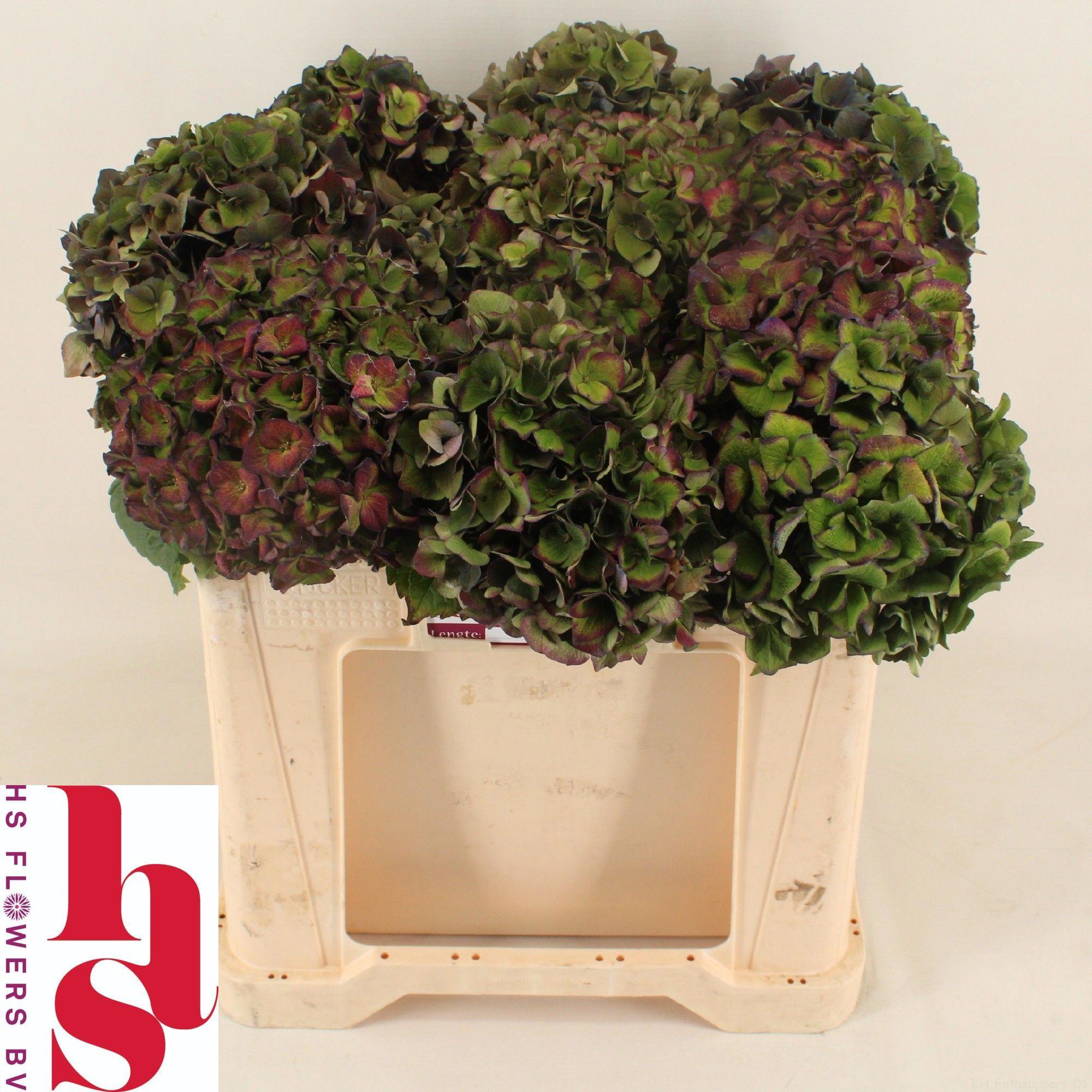10x Hydr.mon amour classic 50cm