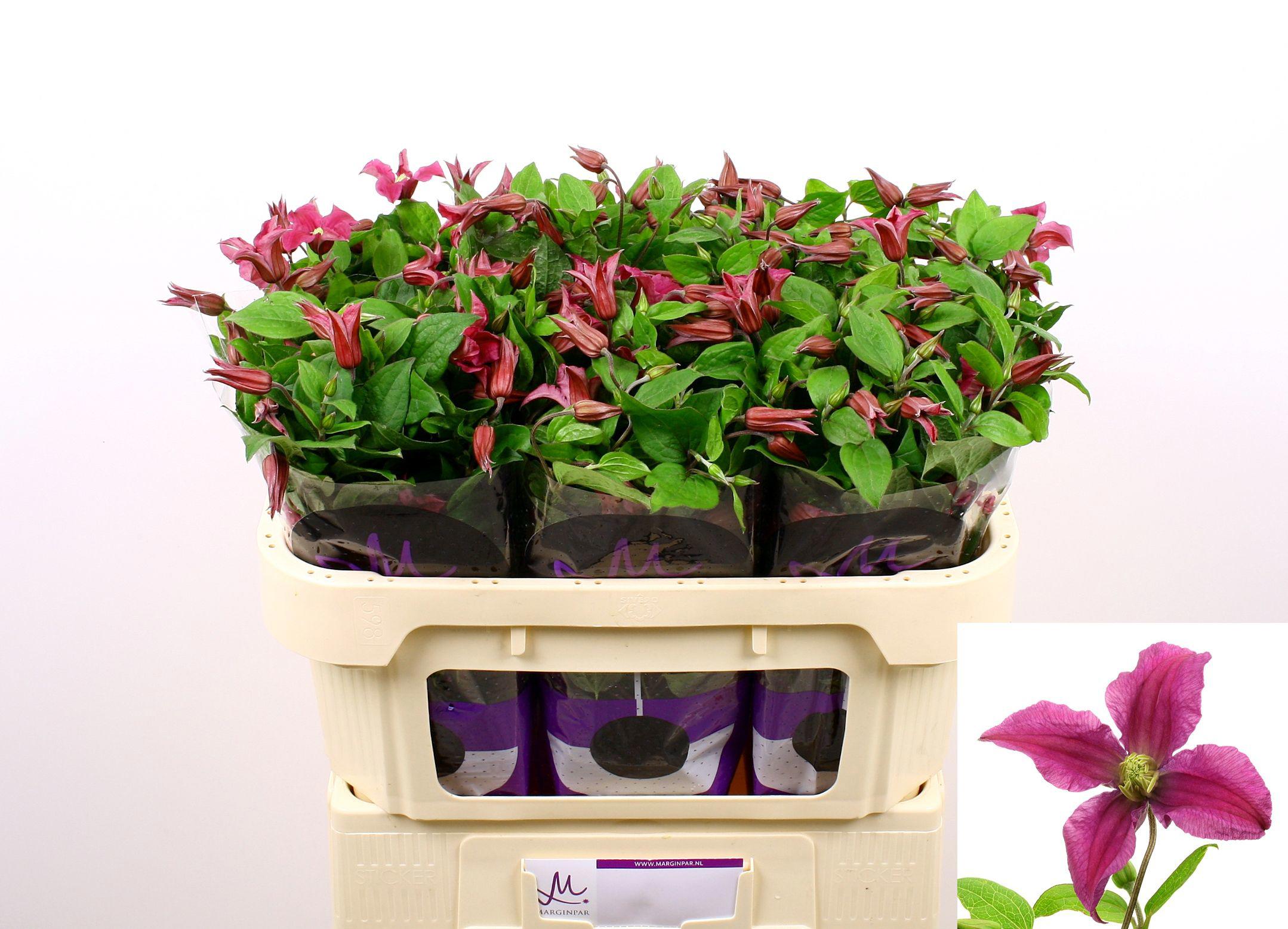 10x Clematis kiev 70cm