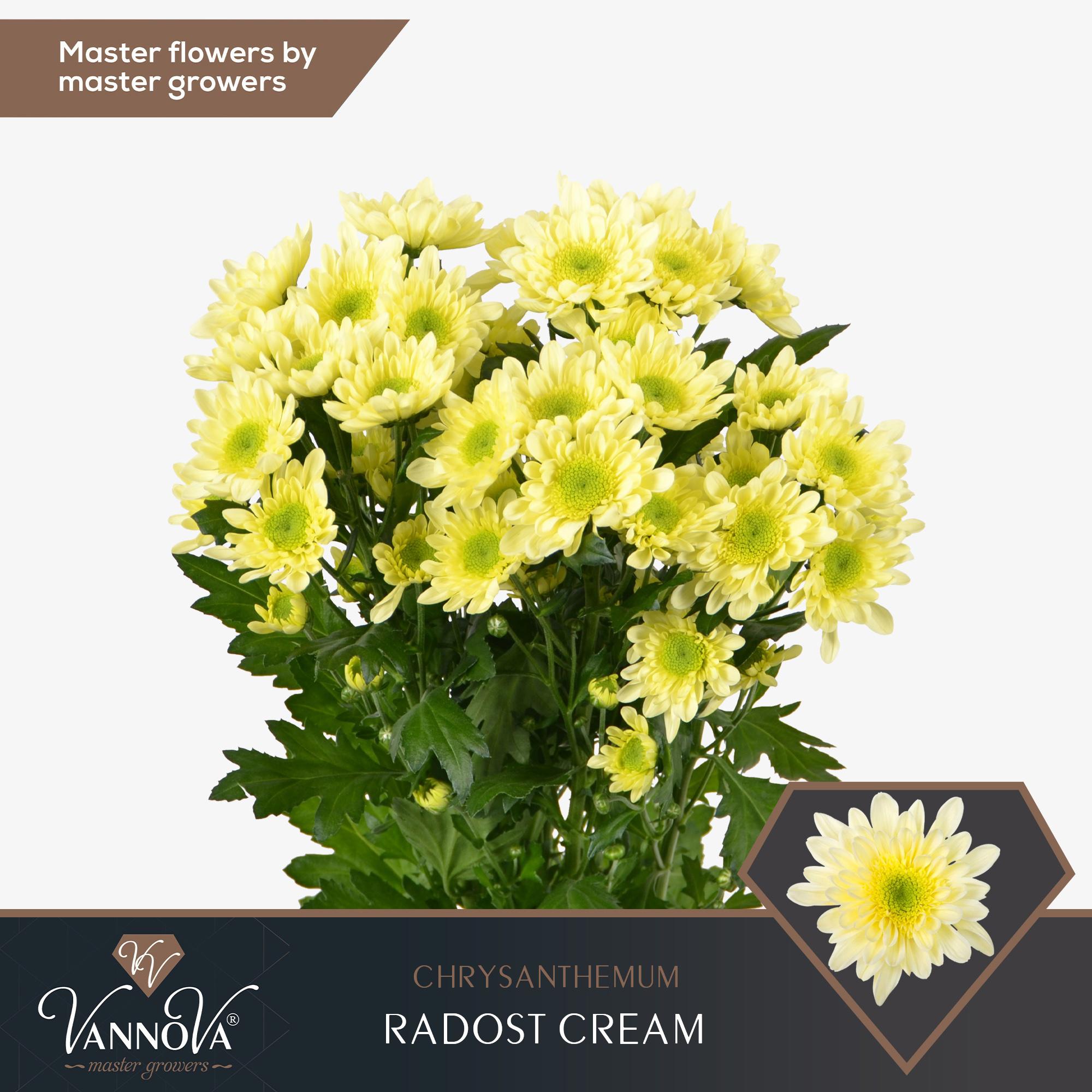 10x Chrysant radost cream 70cm