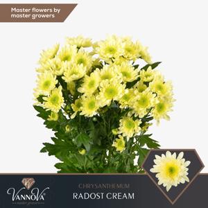 10x Chrysant radost cream 70cm
