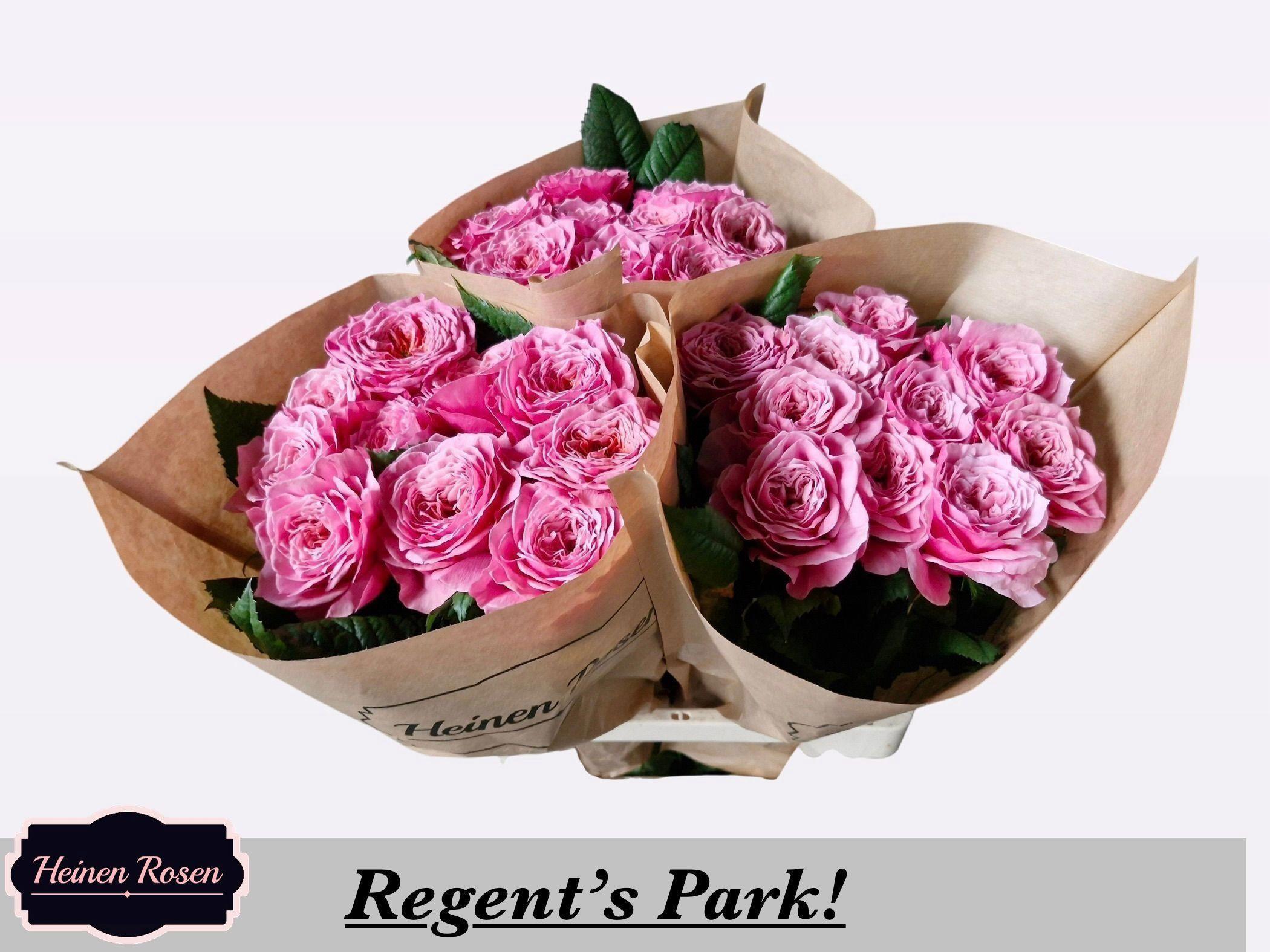 10x Rosa regent's park 50cm