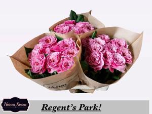 10x Rosa regent's park 50cm
