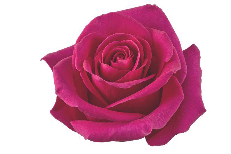 10x Rosa pink floyd! 50cm
