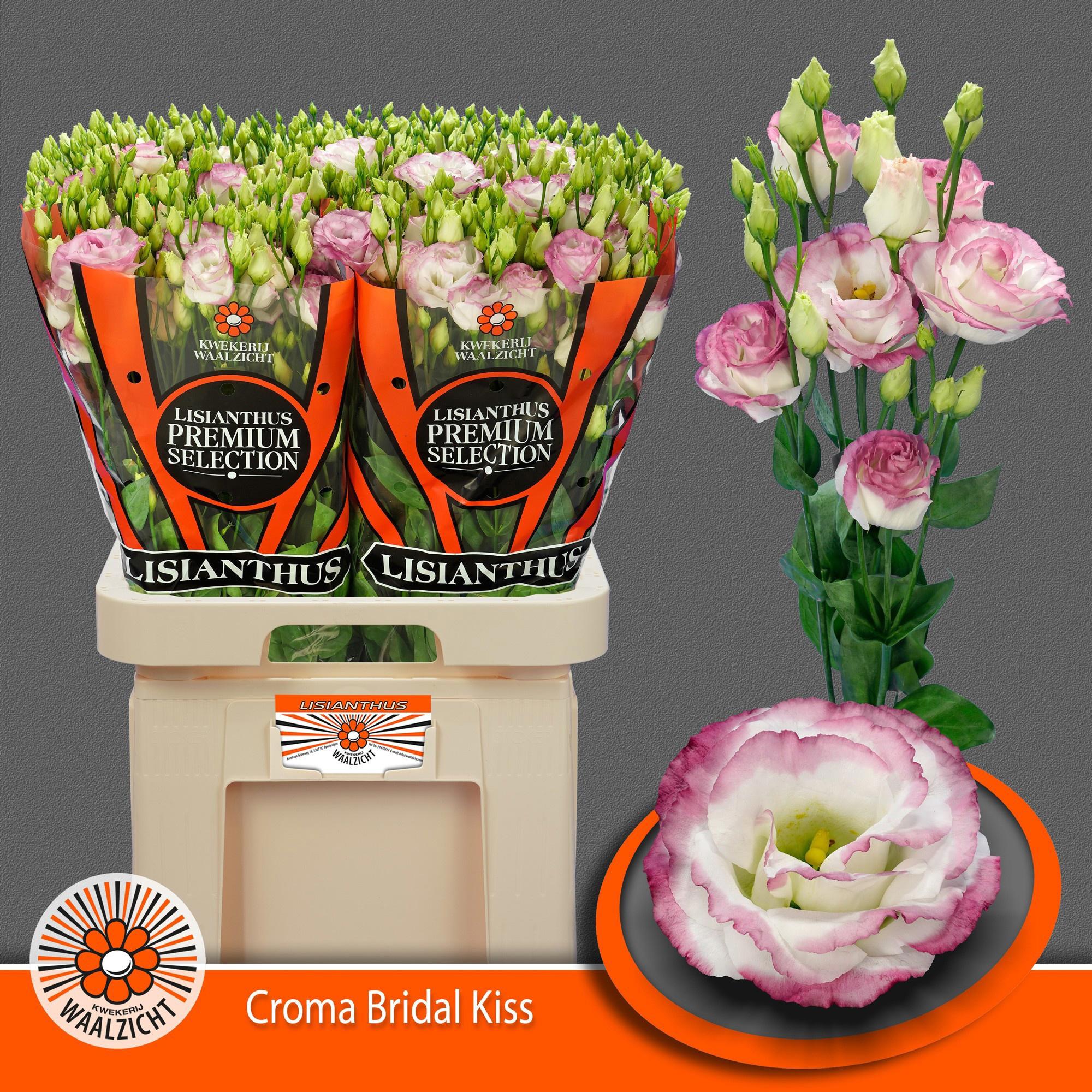 10x Eust.croma bridal kiss du 70cm