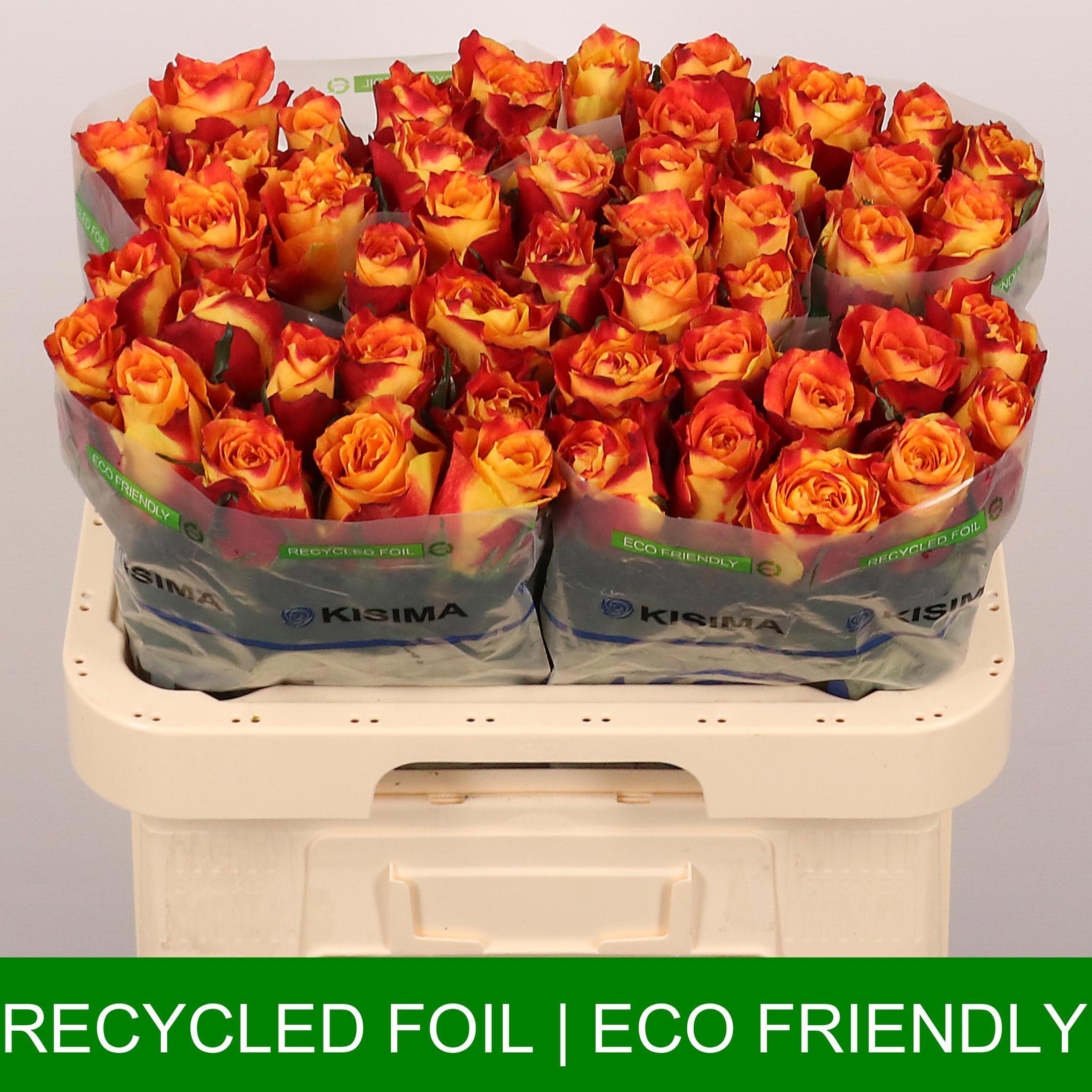 20x Rosa silantoi 60cm