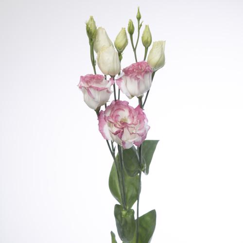 10x Eust.croma bridal kiss du 70cm