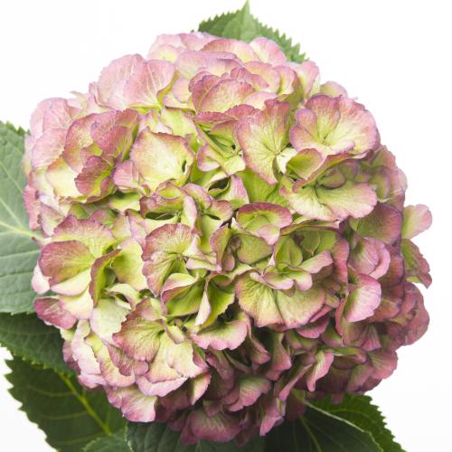 10x Hydr.elbtal classic 80cm