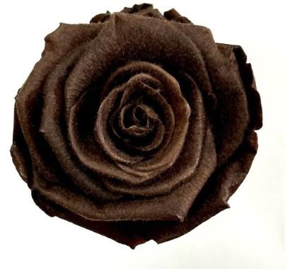 4x Dc pres.rozen teddy ebony