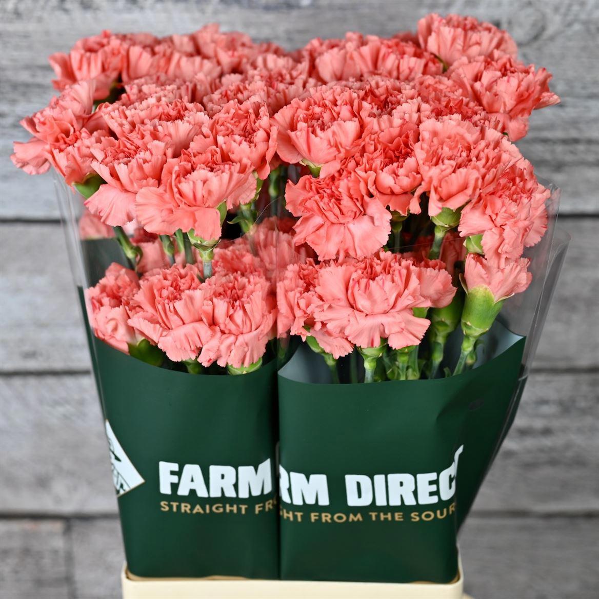 20x Dian.st.tangerine 70cm
