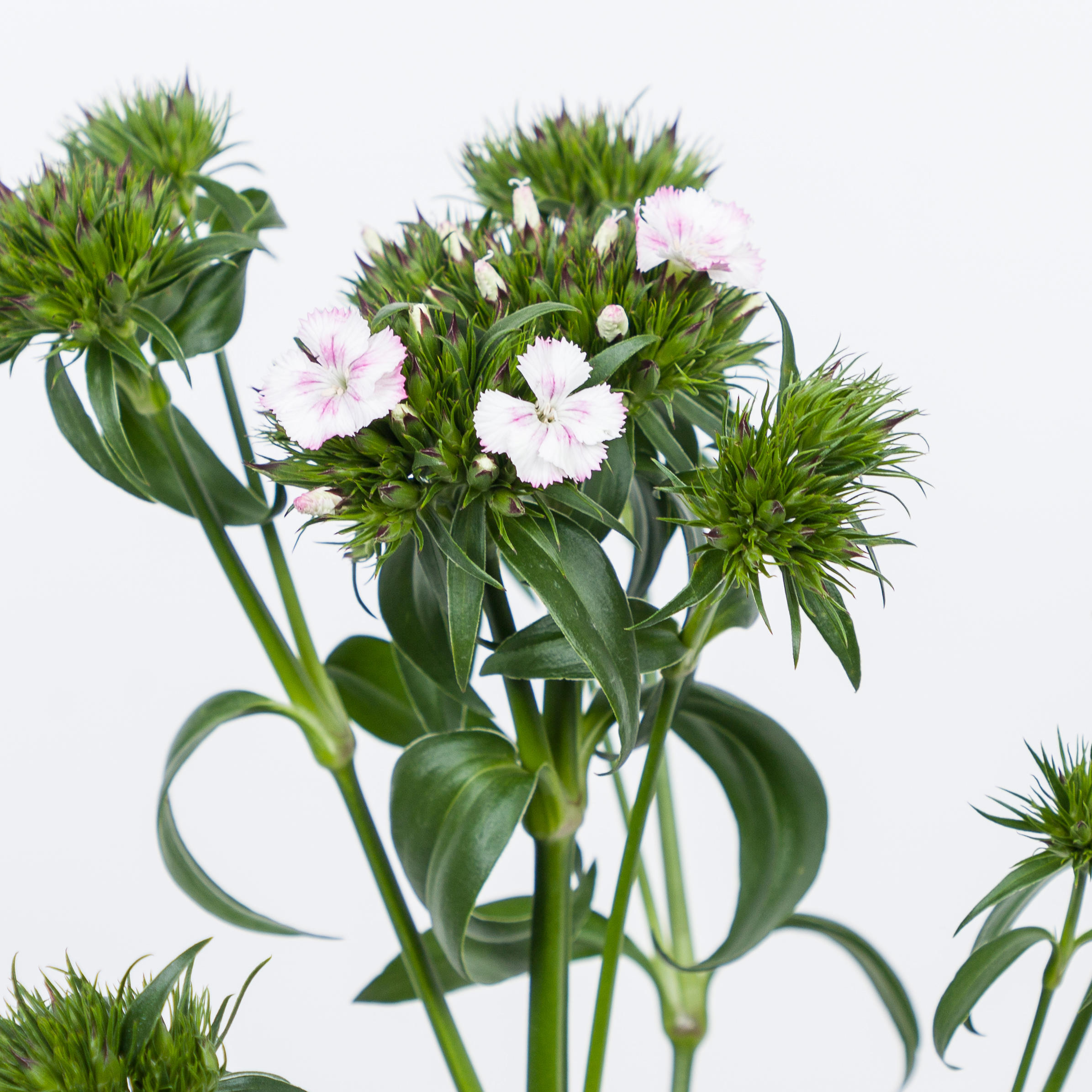 1x Dian.bar. - roze/wit 40cm