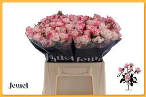10x Rosa reflex 40cm