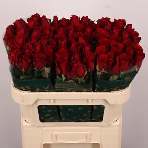 20x Rosa explorer 70cm