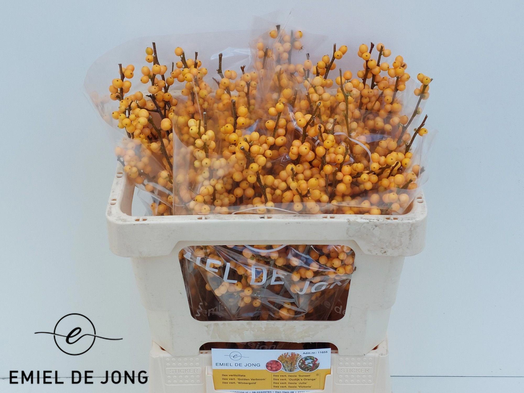 10x Ilex golden verboom 50cm