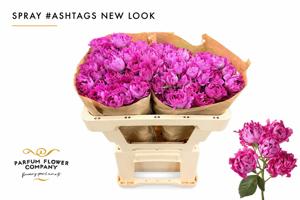 12x Rosa new look 60cm