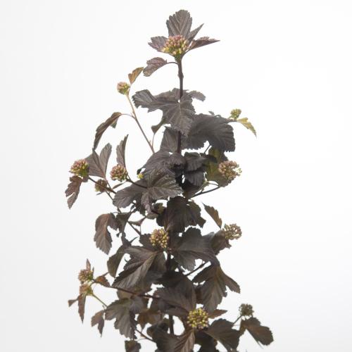25x Tk physocarpus diabolo 60cm