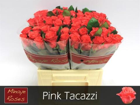20x Rosa pink tacazzi+ 40cm