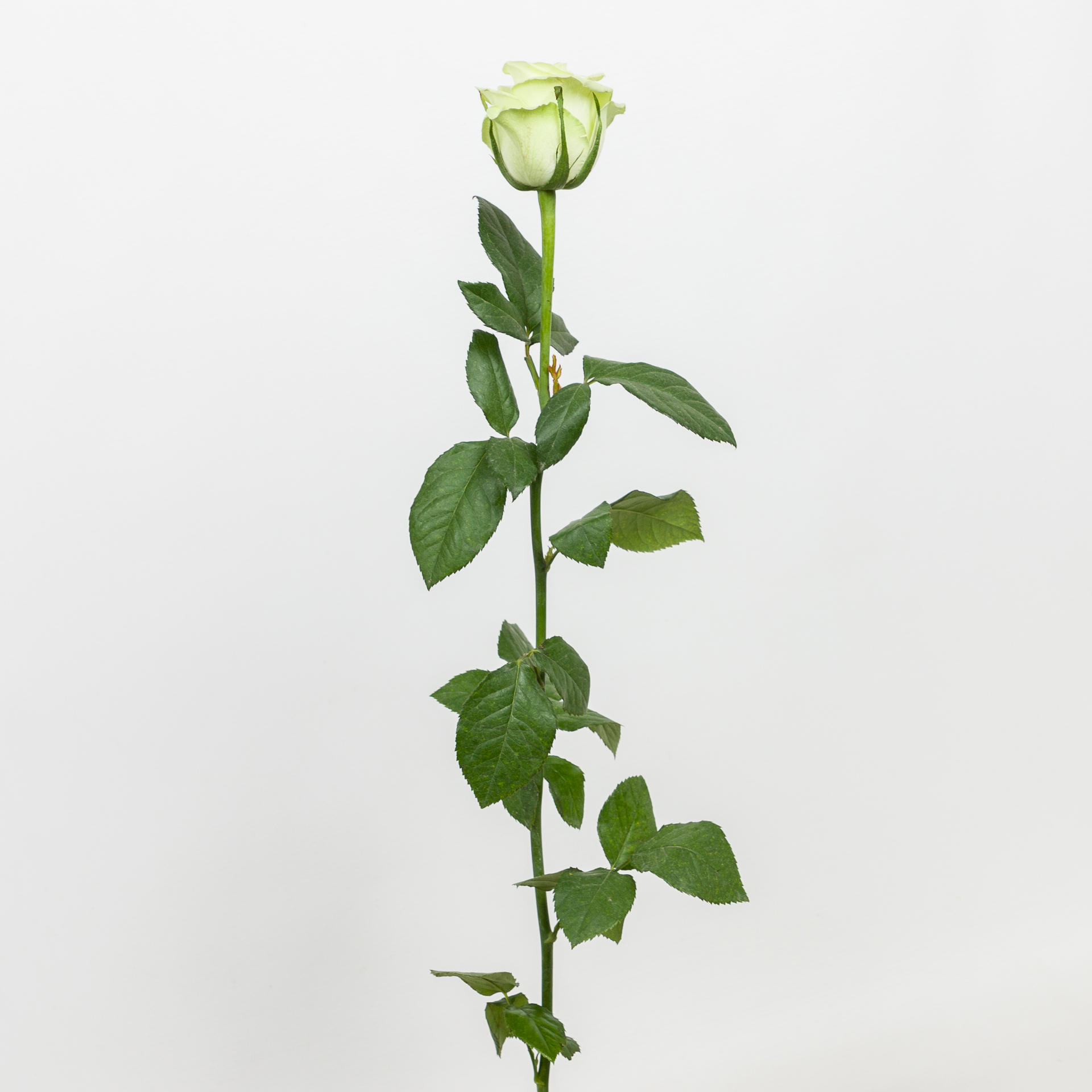 20x Rosa noelle! 60cm