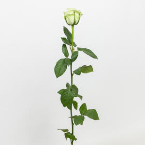 10x Rosa noelle! 60cm