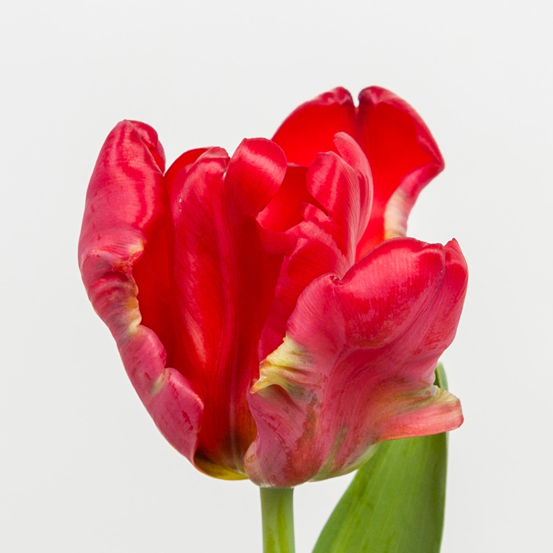 50x Tulipa seadov parrot pa 30cm