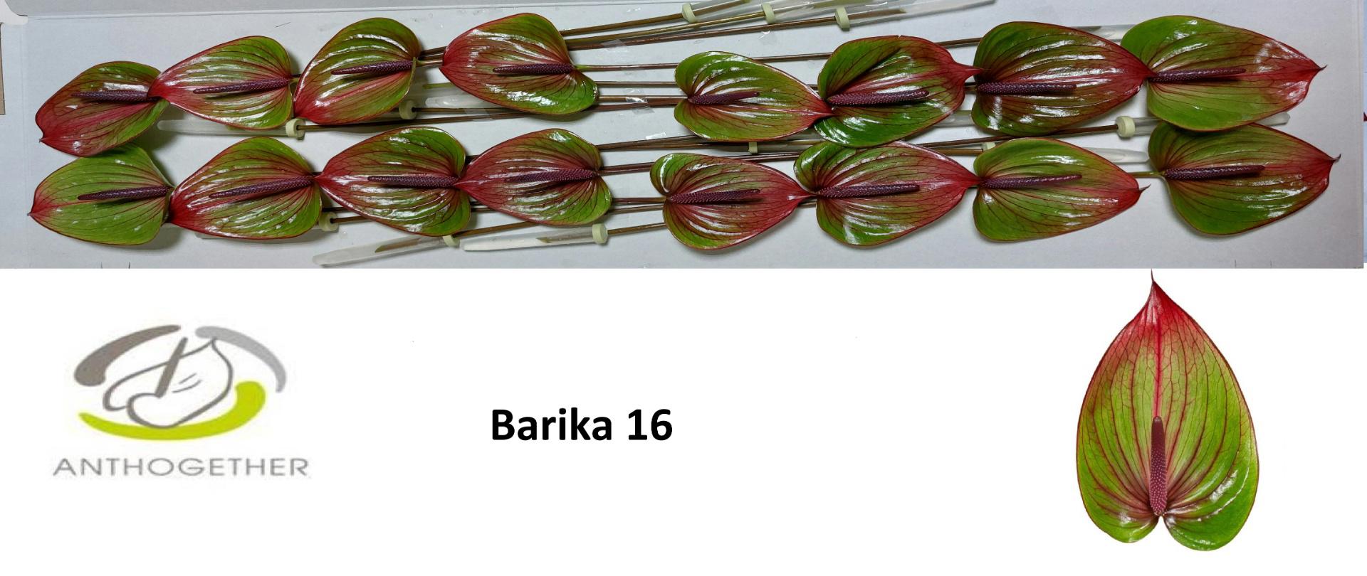 16x Anth.barika 10cm