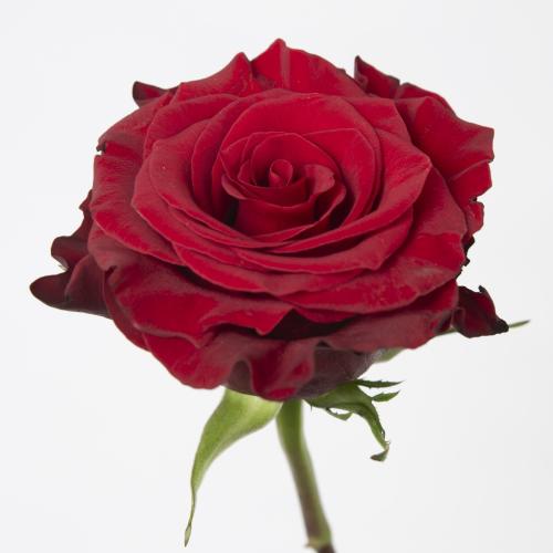 25x Rosa mamma mia 60cm