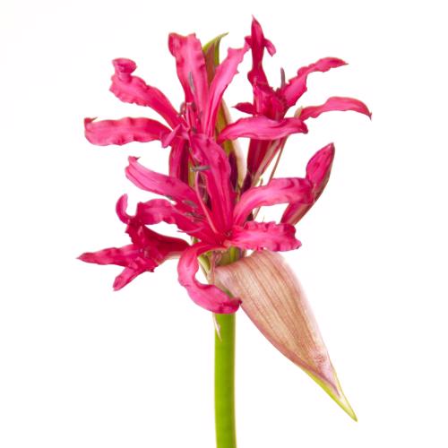 10x Nerine favoriet 70cm