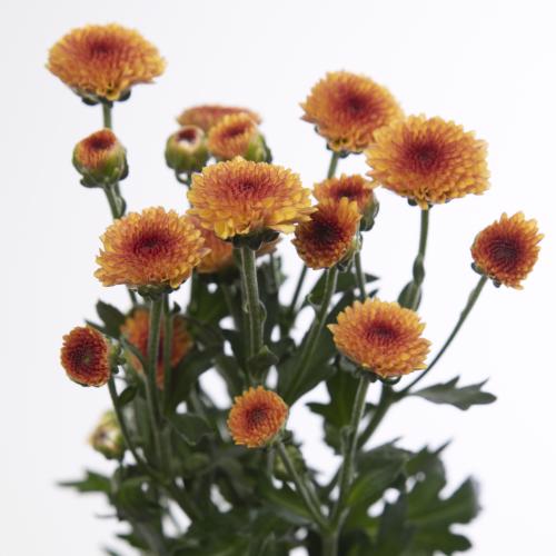 25x Chrysant san.madiba tyolo orange 50cm