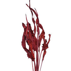 20x Dc strel.blad bordeaux 80cm