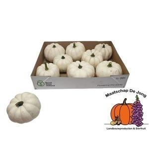 8x Sf cucurbita baby boo 10cm