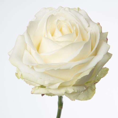 10x Rosa avalanche+ 60cm