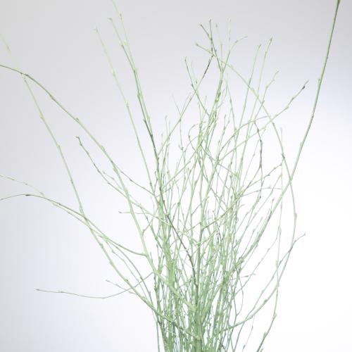 10x Tk betula mintgroen 70cm