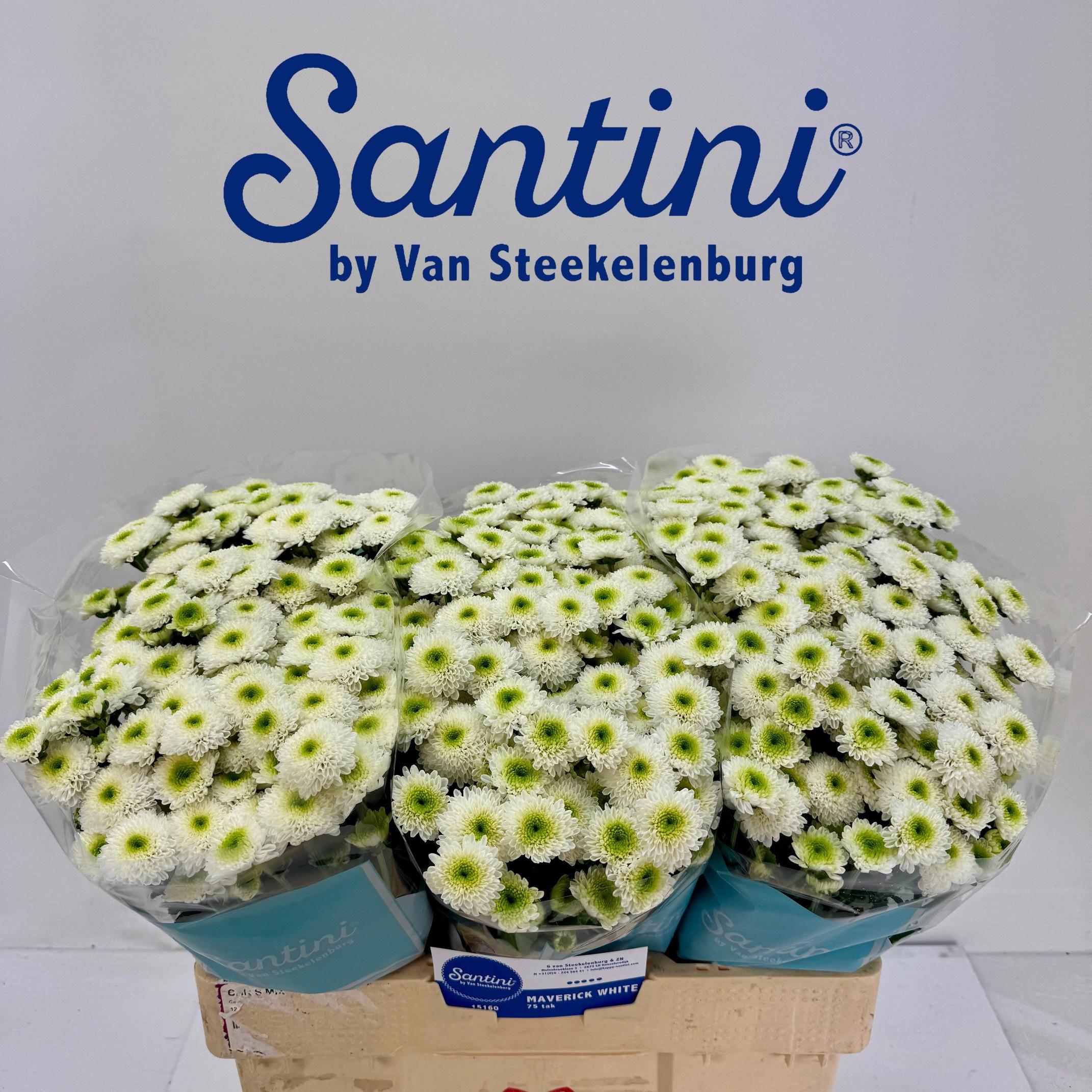 25x Chrysant san.maverick white 50cm