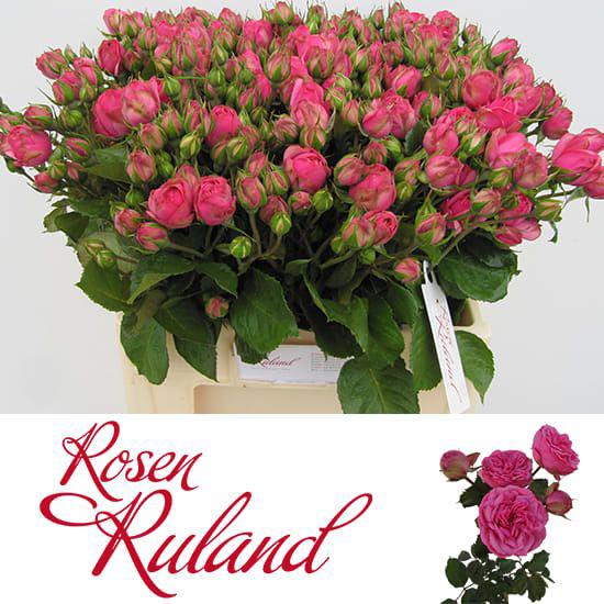 10x Rosa pink piano freiland 60cm