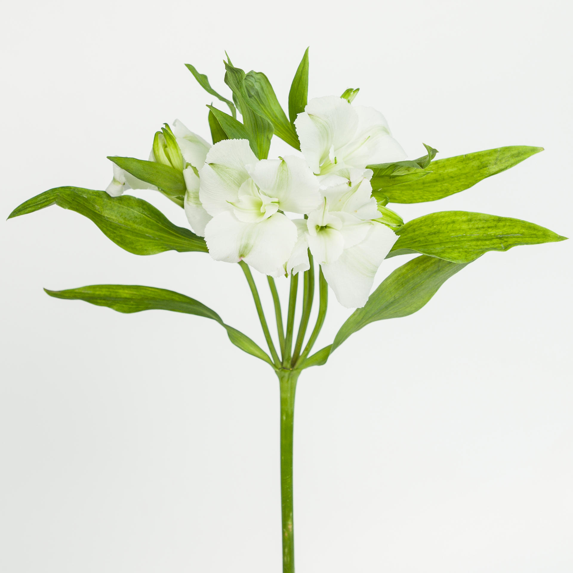 10x Alstroemeria flor.charmelia white 70cm