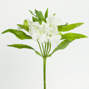 10x Alstroemeria flor.charmelia white 70cm