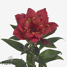 10x Alstroemeria astro.rigel 60cm