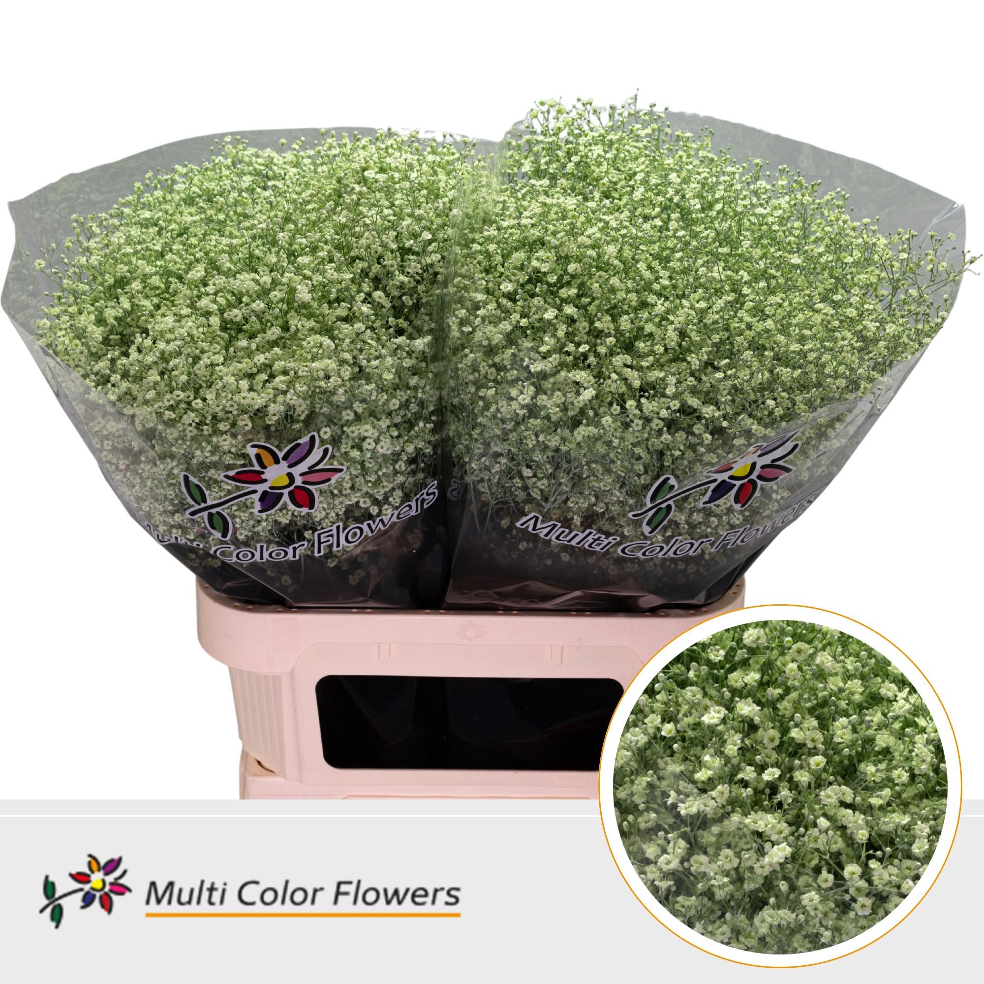 25x Gipskruid m.stars mintgroen 80cm