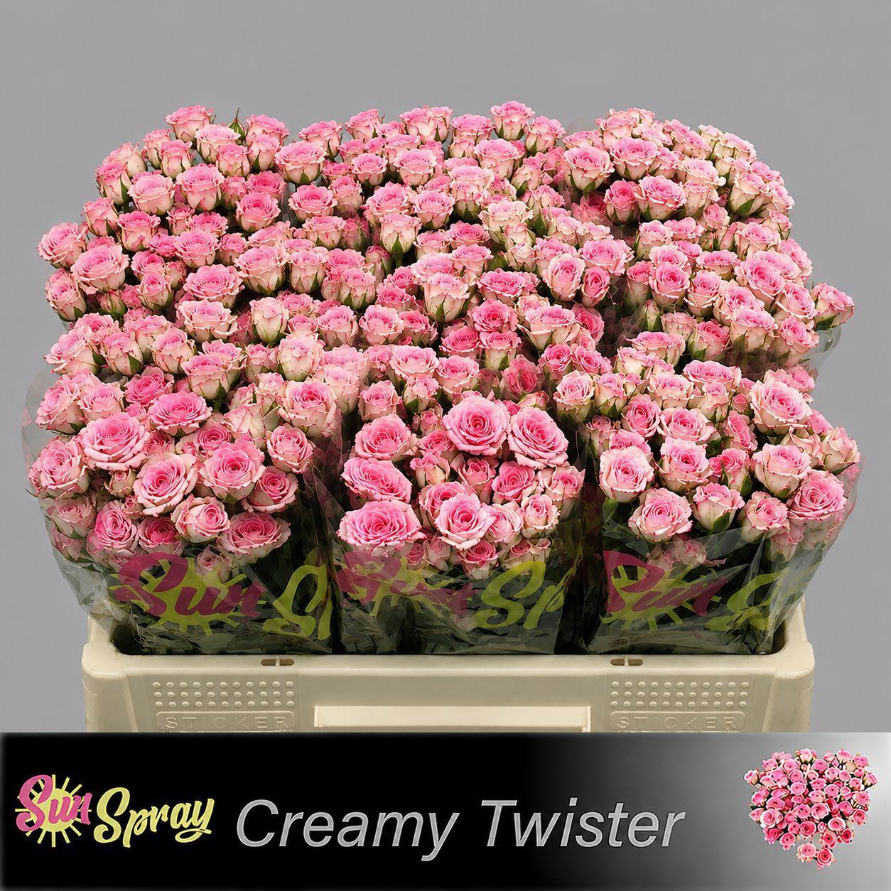 10x Rosa creamy twister 50cm