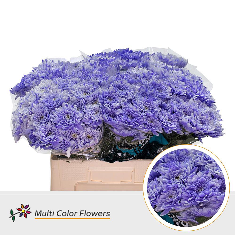 10x Chrysant overig 60cm